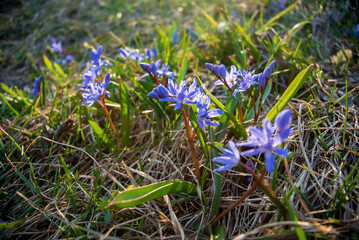 Amazing blue flowers - scilla siberica (Siberian squill or wood squill). First spring flowering in the rays of the spring sun with dry grass on the background. Sunny day.