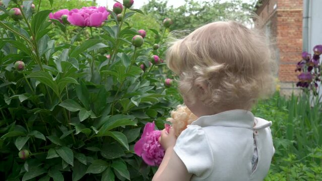 little girl sniffs a peony flower,playing girl with a doll in the flower garden and sniffing flowers