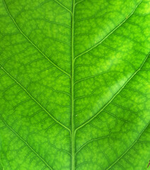 Obraz na płótnie Canvas close up leaf texture