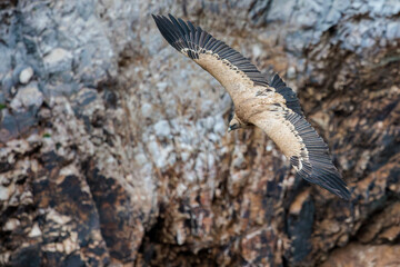 Griffon Vulture. Bird in flight.