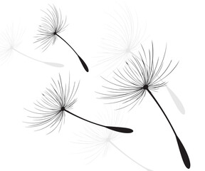 Vector illustration dandelion time. Dandelion seeds blowing in the wind. The wind inflates a dandelion isolated in white background