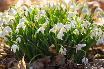 Przebiśniegi, białe kwiaty, wiosna, pierwsze oznaki, pierwsze wiosenne kwiaty