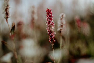 Beautiful pink wildflowers in sunny light. Flowers background