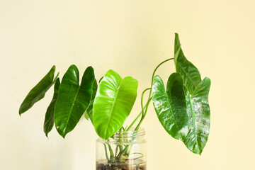 Close up of Philodendron Burle-marxii , Green plant for home decoration