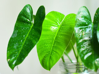 Close up of Philodendron Burle-marxii , Green plant for home decoration - 493604181
