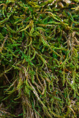 Moss growing on a dead tree