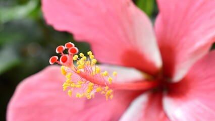 close up of a pink hibiscus pistil 