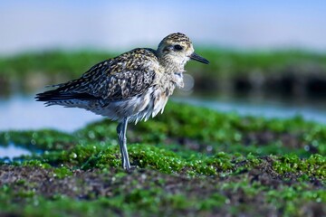 Pacific golden plover on the beach. Pluvialis fulva. Plover bird.