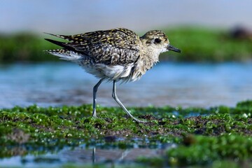 Pacific golden plover on the beach. Pluvialis fulva. Golden plover.