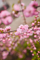 Fototapeta na wymiar Branches of blossoming cherry macro with soft focus on gentle light blue sky background in sunlight. Beautiful floral image of spring nature