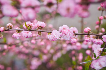 Fototapeta na wymiar Branches of blossoming cherry macro with soft focus on gentle light blue sky background in sunlight. Beautiful floral image of spring nature