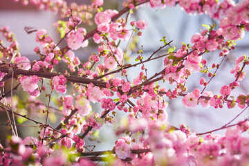 Branches of blossoming cherry macro with soft focus on gentle light blue sky background in sunlight. Beautiful floral image of spring nature