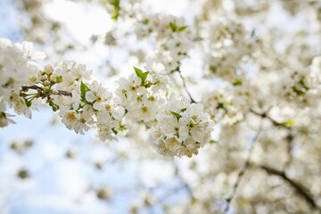 Branches of blossoming cherry macro with soft focus on gentle light blue sky background in sunlight. Beautiful floral image of spring nature