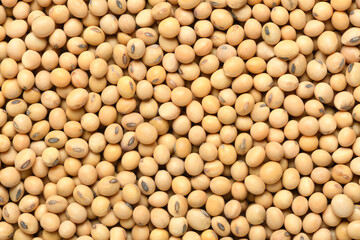 Full page soybeans texture background.