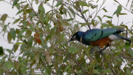 Superb Starling - Lamprotornis superbus
