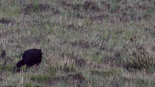 Southern Bald Ibis - Geronticus calvus