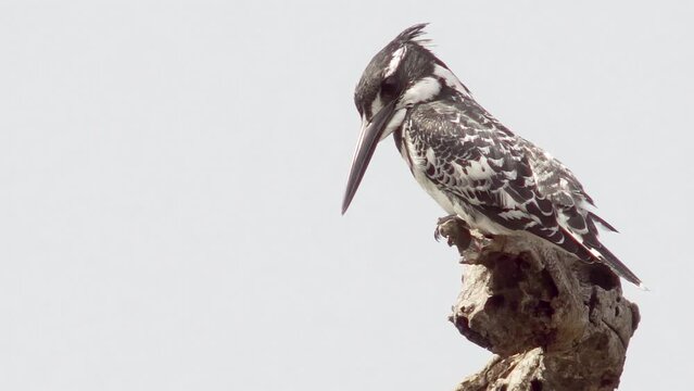 Pied Kingfisher - Ceryle rudis