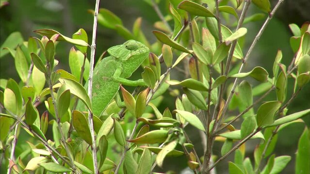 Mediterranean chameleon - Chamaeleo chamaeleon
