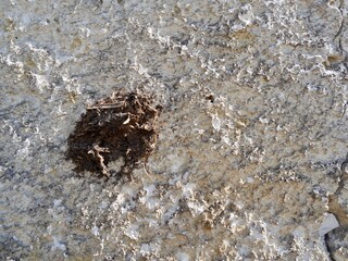 Close up of white plaster facade with cow dung.