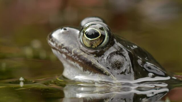 European common frog closeup head