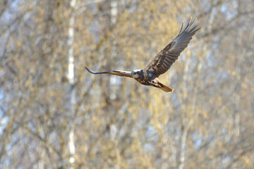 A female western marsh harrier flying in the birch tree forest on spring morning in Western Finland.