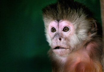 Fototapeta premium The capuchin monkeys are New World monkeys of the subfamily Cebinae. They are readily identified as the 