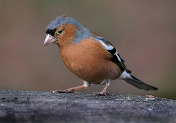 The common chaffinch or simply the chaffinch is a common and widespread small passerine bird in the finch family. The male is brightly coloured with a blue-grey cap and rust-red underparts. 