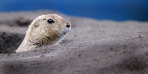 Prairie dogs are herbivorous burrowing rodents native to the grasslands of North America. The five species are: black-tailed, white-tailed, Gunnison's, Utah, and Mexican prairie dogs.