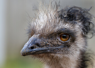 The emu is the second-largest living bird by height, after its ratite relative, the ostrich. It is endemic to Australia where it is the largest native bird and the only extant member of the genus Drom