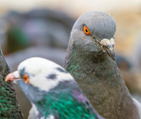 Pigeon head. Portrait of dove. Close-up