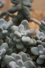 cactus growing in the desert garden