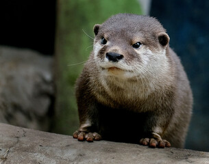 The Asian small-clawed otter, also known as the oriental small-clawed otter and the small-clawed...