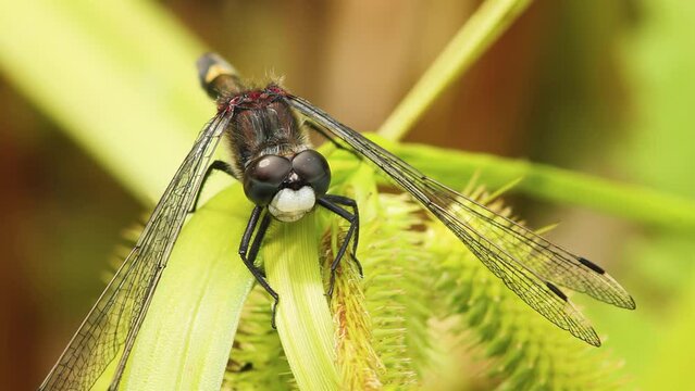 Large white-faced darter - Leucorrhinia pectoralis