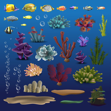Coral and fishes. Underwater flora, fauna sea water seaweeds aquarium, kelp and corals. Ocean vector color set. Vector illustration
