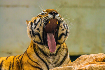 portrait tiger in the wild