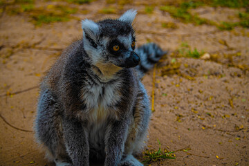 ring tailed lemur sitting on the ground