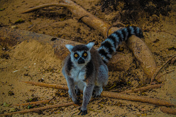 ring tailed lemur sitting on the ground © AlexTow