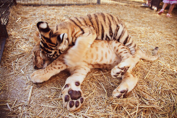 Obraz premium Cute baby tigers playing in the zoo