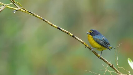 Violaceous euphonia - Euphonia violacea