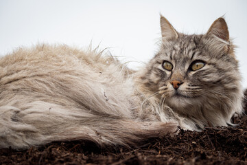 Close up detail of grey striped cats beautiful orange eyes