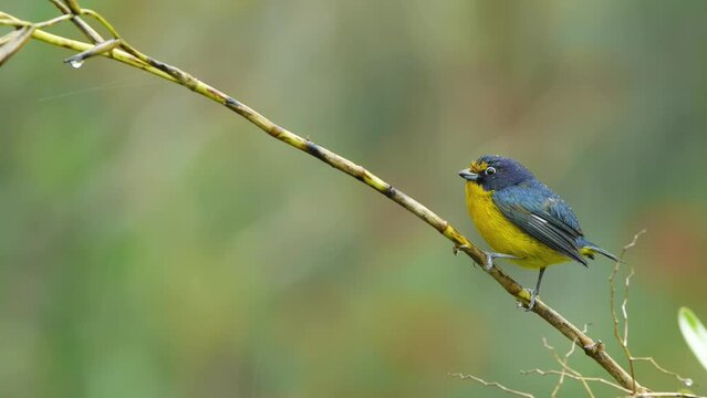 Violaceous euphonia - Euphonia violacea