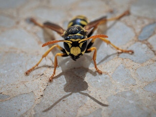 Wasp on a tile.