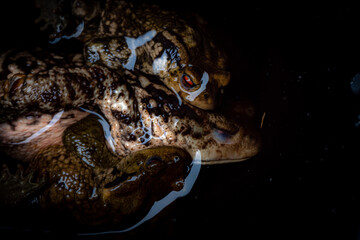 Pair of Toads mating during springtime in a pond  - Fertilizing tadpole eggs