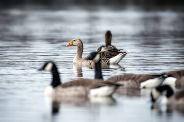 Graugans (Anser anser) schwimmt auf einem See umringt von Kanadagänsen (Branta canadensis)