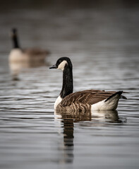 Kanadagans (Branta canadensis) schwimmt auf dem See und spiegelt sich im Wasser, im Hintergrund ist unscharf eine weitere Gans zu sehen