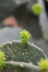 close up of a plant