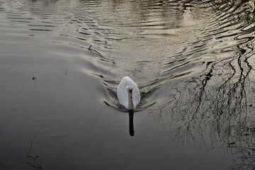 Swan swiming towards the photographer, late afternoon sunlight