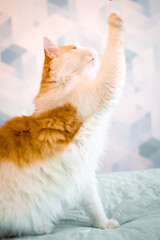 Portrait of a Playful Ginger Cat raising its paw and looking away. A domestic white cat with red spots is sitting on the bed.