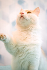 Portrait of a Playful Ginger Cat raising its paw and looking away. A domestic white cat with red spots is sitting on the bed.