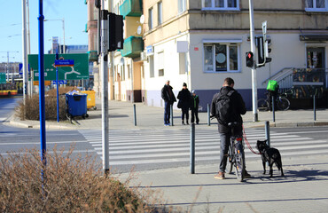 Mężczyzna na rowerze z psem, przejście dla pieszych. - obrazy, fototapety, plakaty